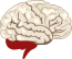 cerveau.gif