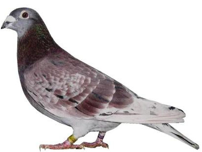 Image:PigeonVoyageur.jpg