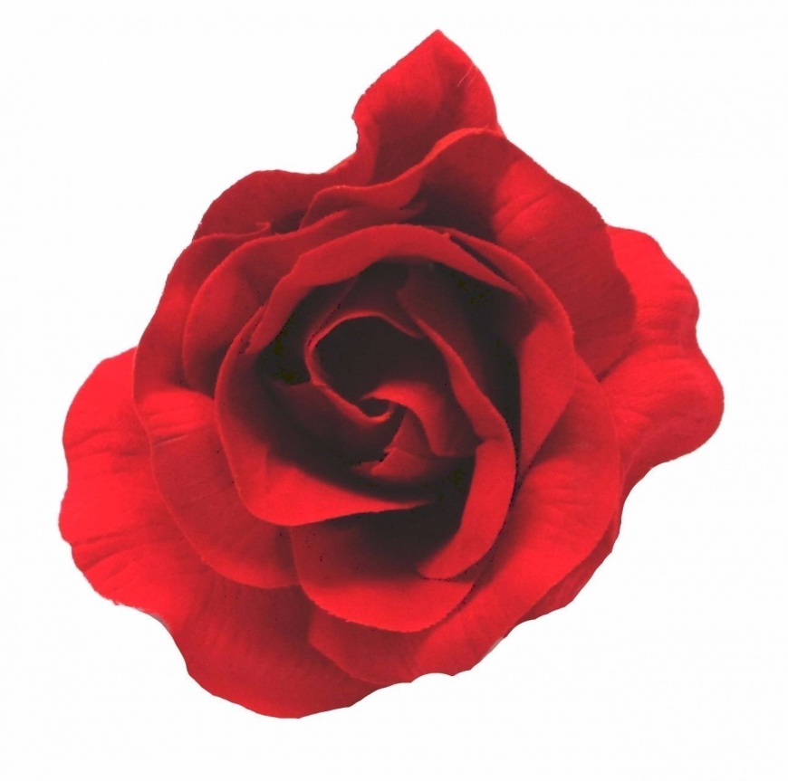 Image:Rose.jpg