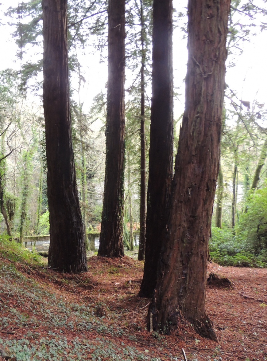 Image:AffSequoiasOdet.jpg