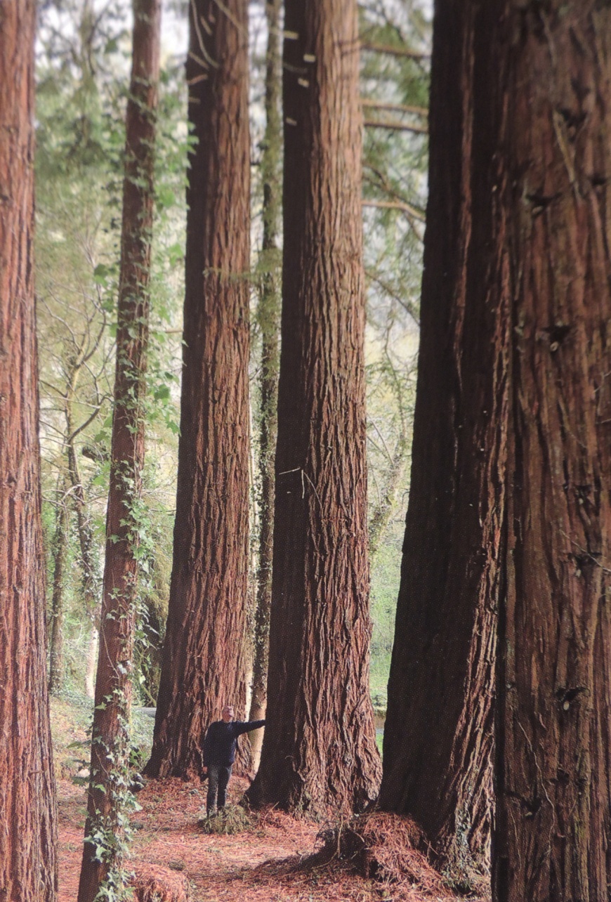Image:SequoiaOdet2018Jezegou.jpg