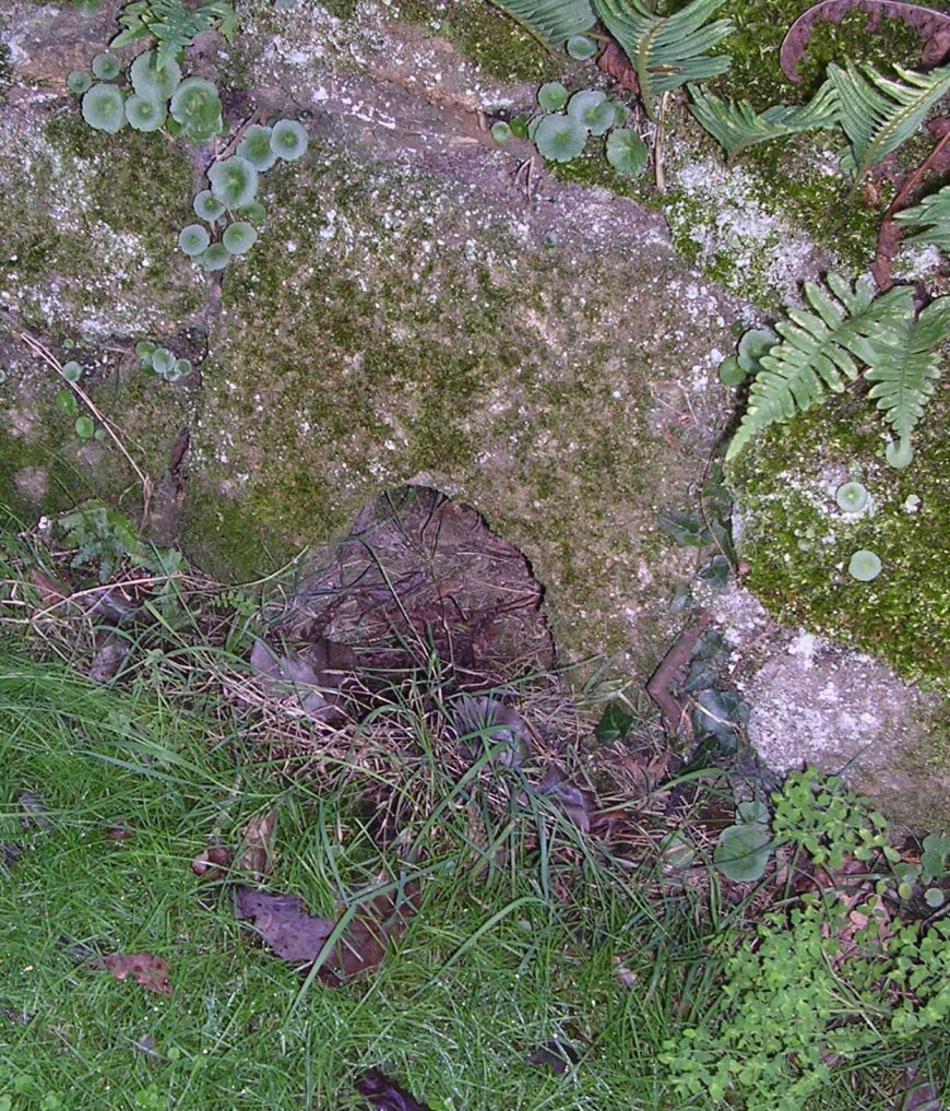Image:Niche chien.jpg
